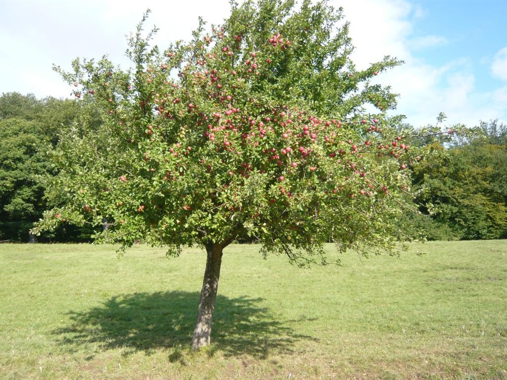 10 плодовых деревьев. Яблоня малус доместика. Яблоня домашняя (Malus domestica). Яблоня плодовая Malus domestica. Malus domestica дерево.